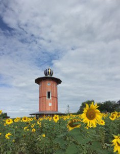 Turm & Sonnenblumen (10)